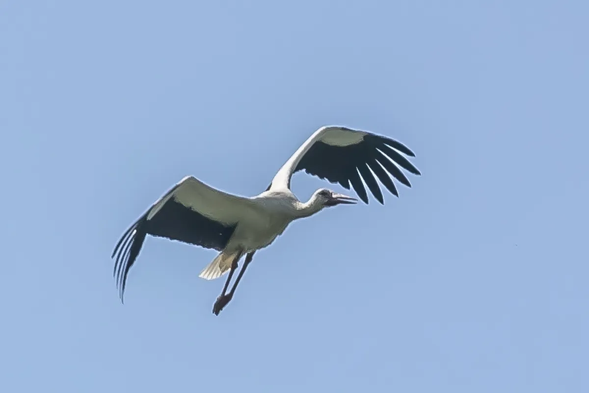White bird with black-tipped wings gliding against a blue sky